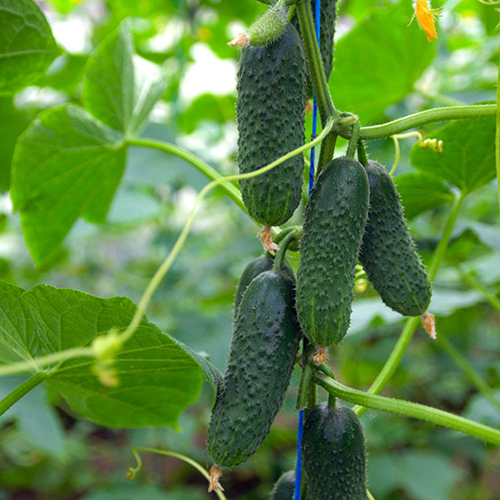 Cucumber variety Tumi (F1)