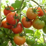 Variedad de tomate tigre de Amur