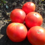 Odmiana pomidora Kamienny kwiat