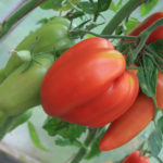 Сорт домати Cornabel (F1)