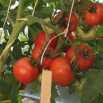 Variedad de tomate Lyrica (F1)