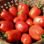 Сорт домати Рома