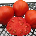 Variedad de tomate Cien libras