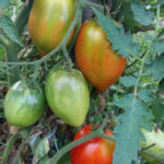 Variedad de tomate Valentine