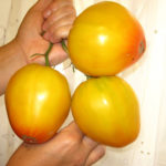 Variedad de tomate Cúpulas doradas