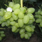 Odmiana winogron Bazhena