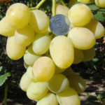Variedad de uva lirio de los valles