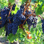 Merlot grape variety