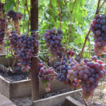Odmiana winogron Nizina