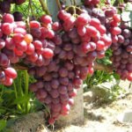 Variedad de uva en memoria del maestro