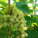 Odmiana winogron Pleven