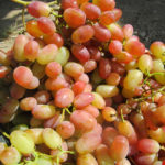 Odmiana winogron Sensation
