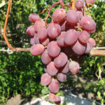 Odmiana winogron Victoria