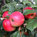 Variedad de manzanas Buenas noticias