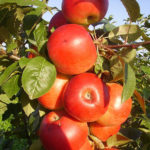 Odmiana jabłek Syabryn