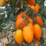 Tomato variety Organza (F1)