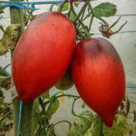 Variedad de tomate Pascal de Picardía