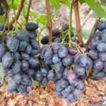 Odmiana winogron Furor