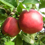 Variedad de manzana Red Delicious