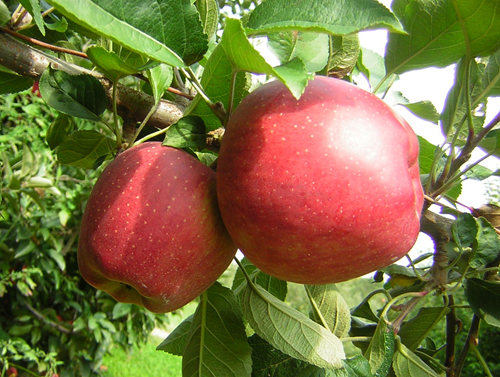 Variedad de manzana Red Delicious