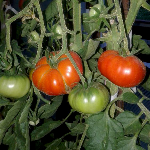 Сорт домати Весел съсед