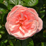 Rose Afrodite