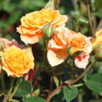 Rosa clementina