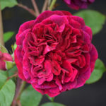 Rose Munstead legno