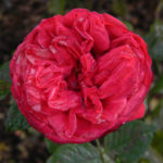Fortepian Rose Red