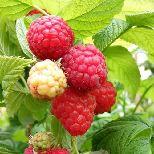 Raspberry variety Cascade Delight