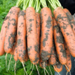 Carrot variety Baltimore (F1)