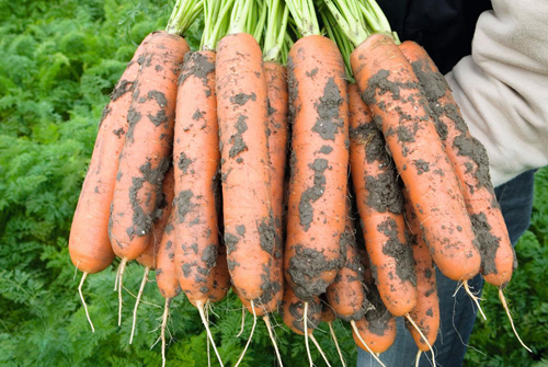 Carrot variety Baltimore (F1)