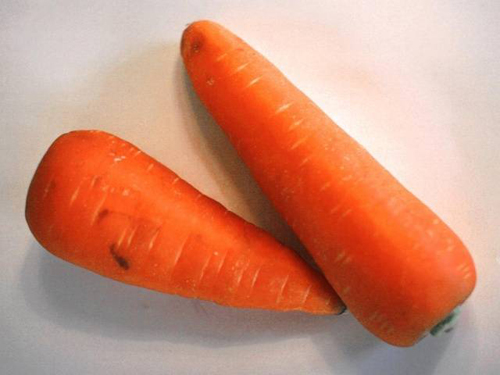 Varietà di carote Carotel