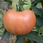 Odmiana pomidora Alesi (F1)