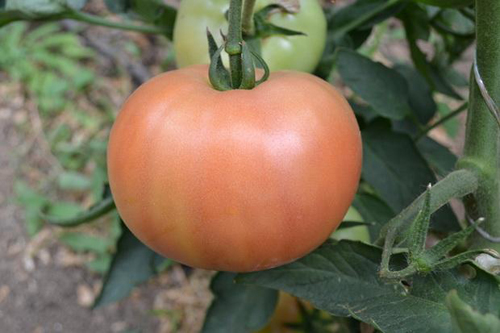 Variedad de tomate Alesi (F1)