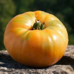 Odmiana pomidora Amana pomarańczowa