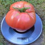 Tomato variety Bulgarian miracle