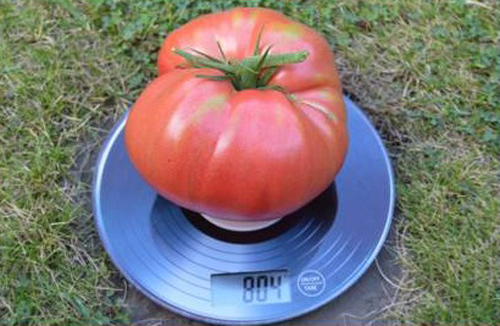 Сорт домати българско чудо