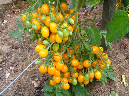 Variedad de tomate Ildi