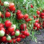 Odmiana pomidorów Infiniti (F1)