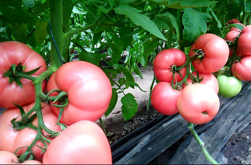Variedad de tomate Manuza (F1)
