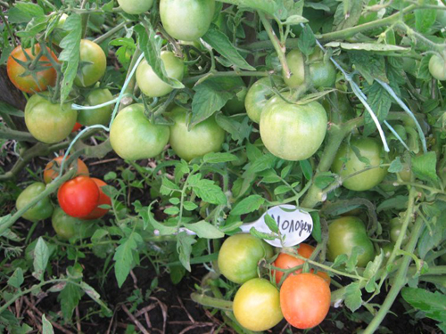 Variedad de tomate Molodezhny