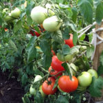 Odmiana pomidora Nastena (F1)