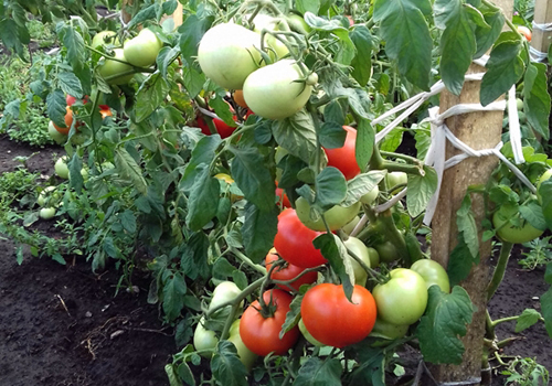 Tomato variety Nastena (F1)