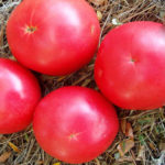 Сорт домати Розов уникален (F1)