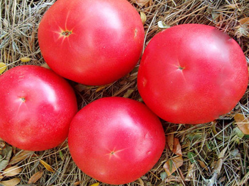 Tomato variety Pink unique (F1)