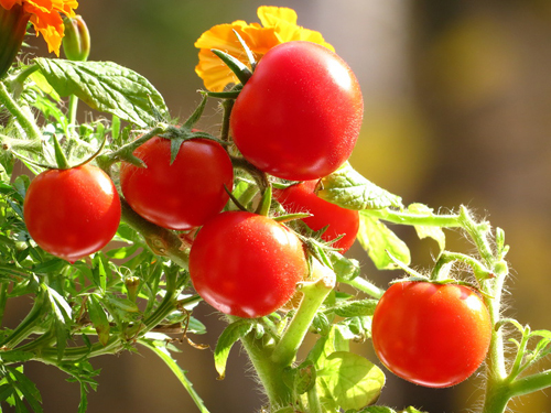Variedad de tomate Perla de jardín