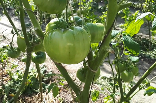 Variedad de tomate Superbomb