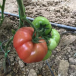 Variedad de tomate Tiwai 12 (F1)
