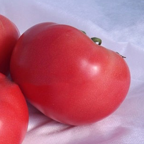 Variedad de tomate Bermellón (F1)